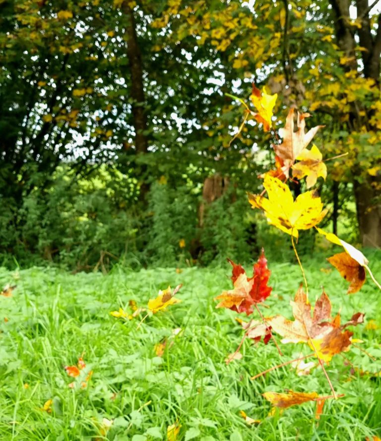 Aufwirbelnde Blätter im Herbst